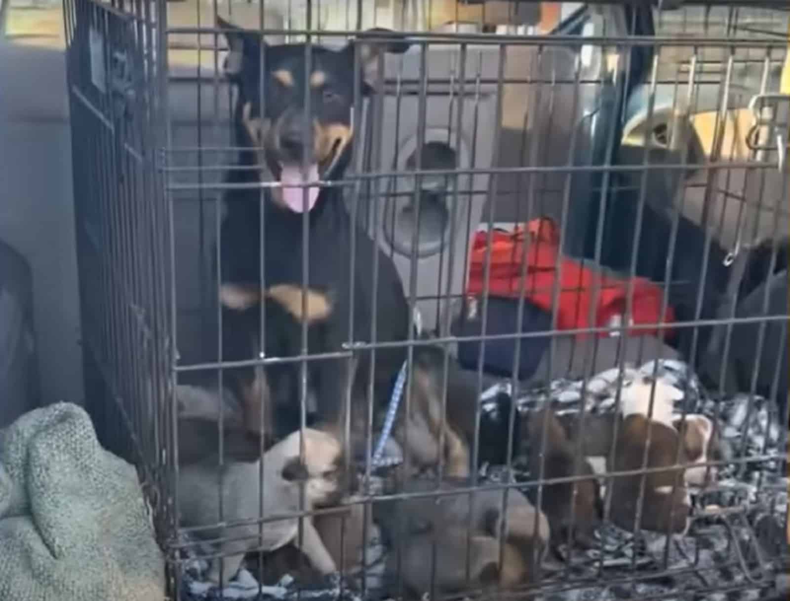 mom dog and her puppies in a crate