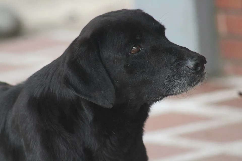 foto de un perro llamado Negro