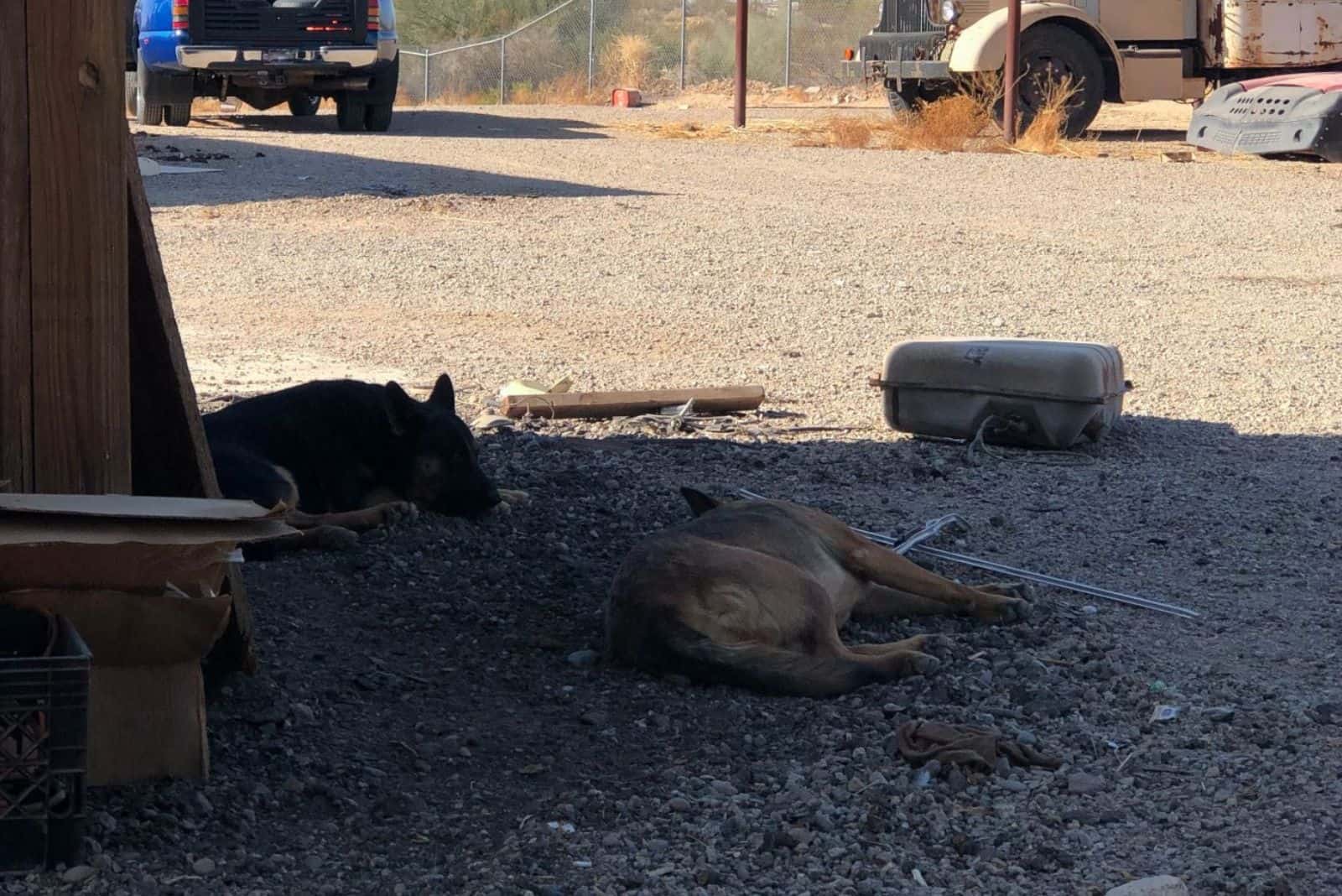 photo of dogs lying in shade