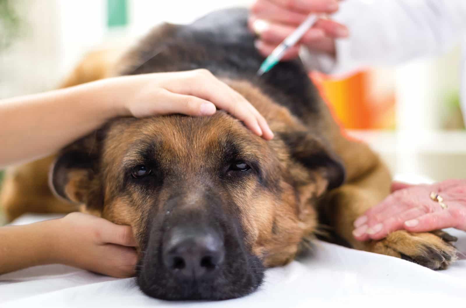 photo of german shepherd taking medication