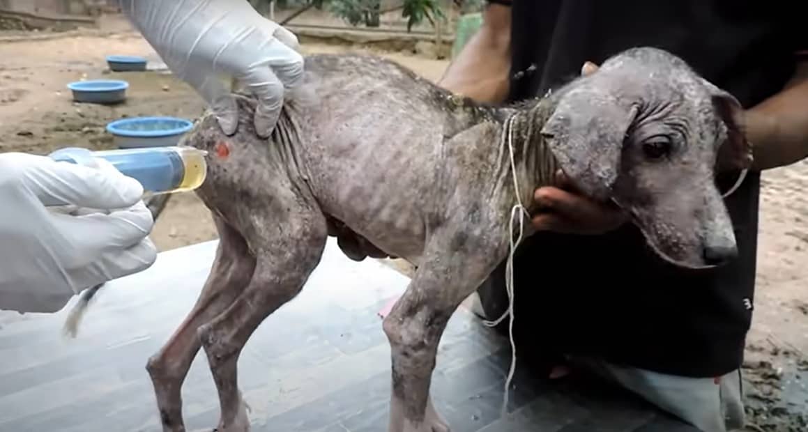 photo of the dog getting a shot