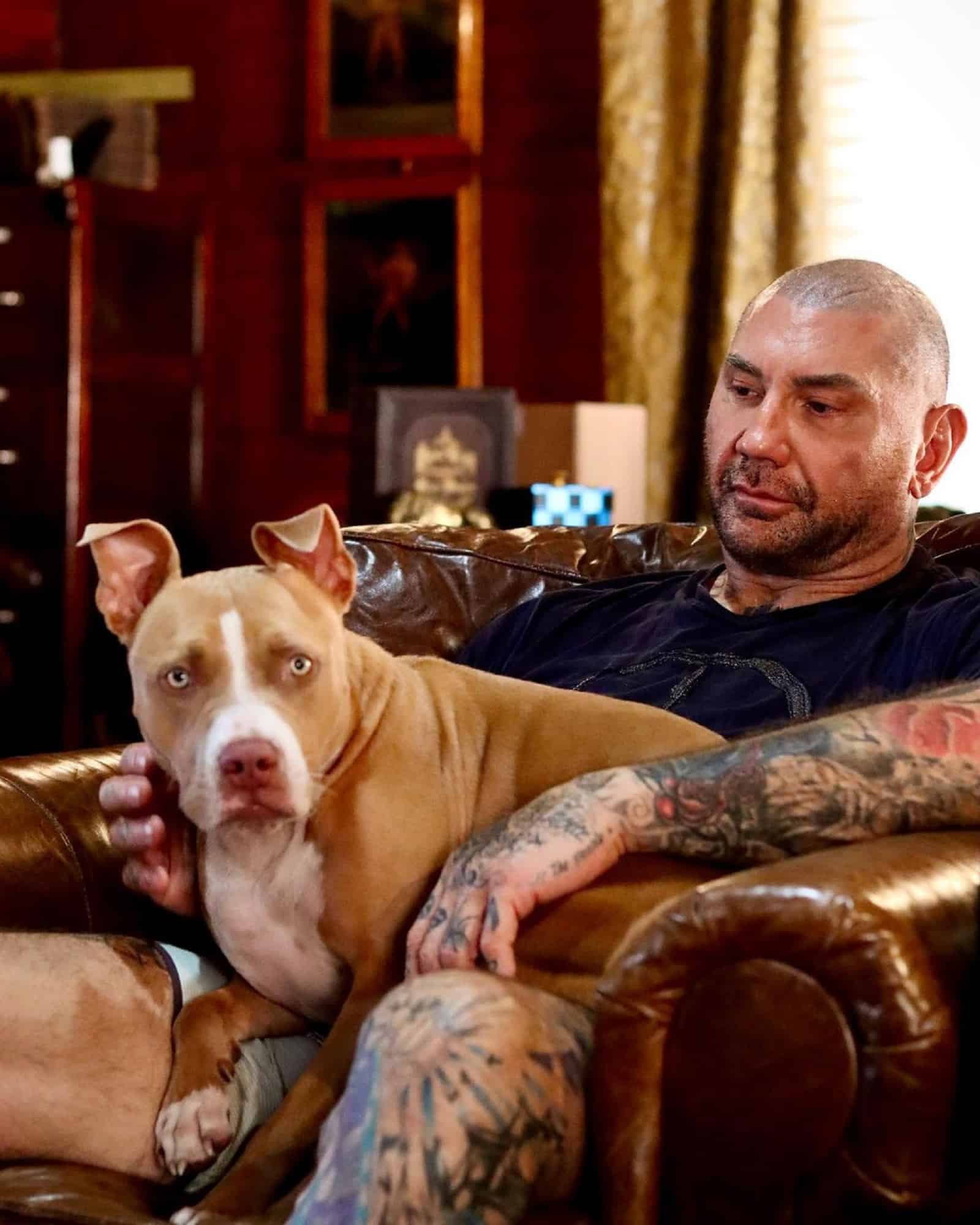pitbull dog sitting in Dave Bautista's lap in the armchair