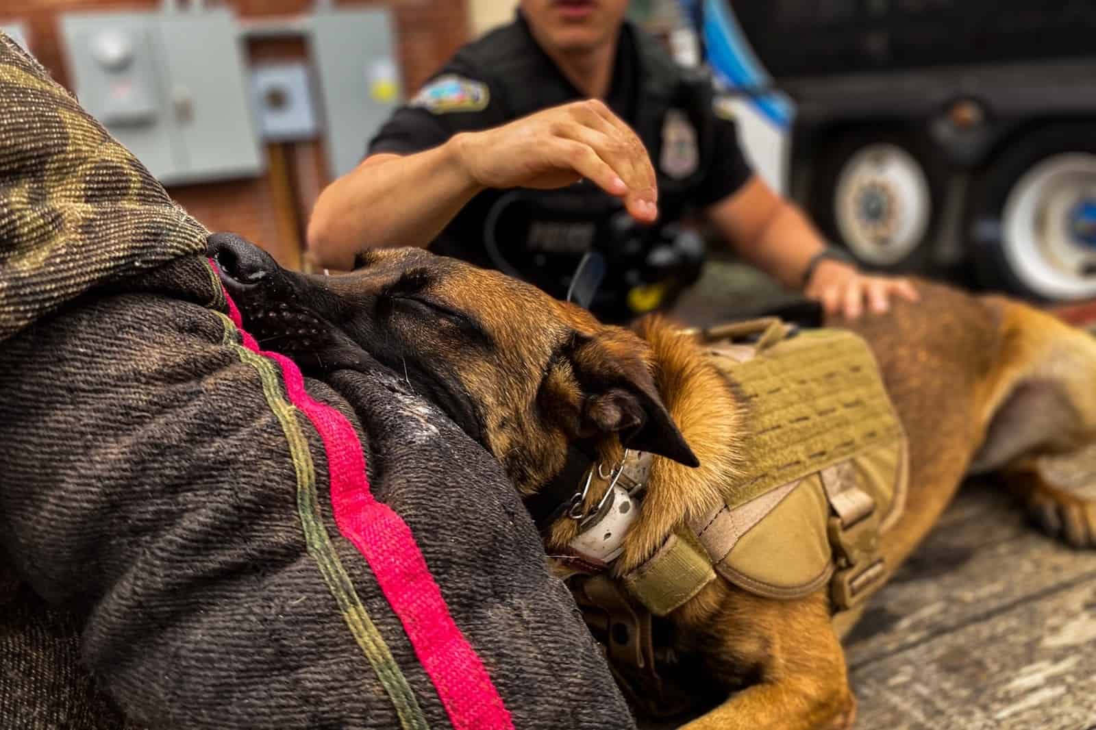police dog having fun