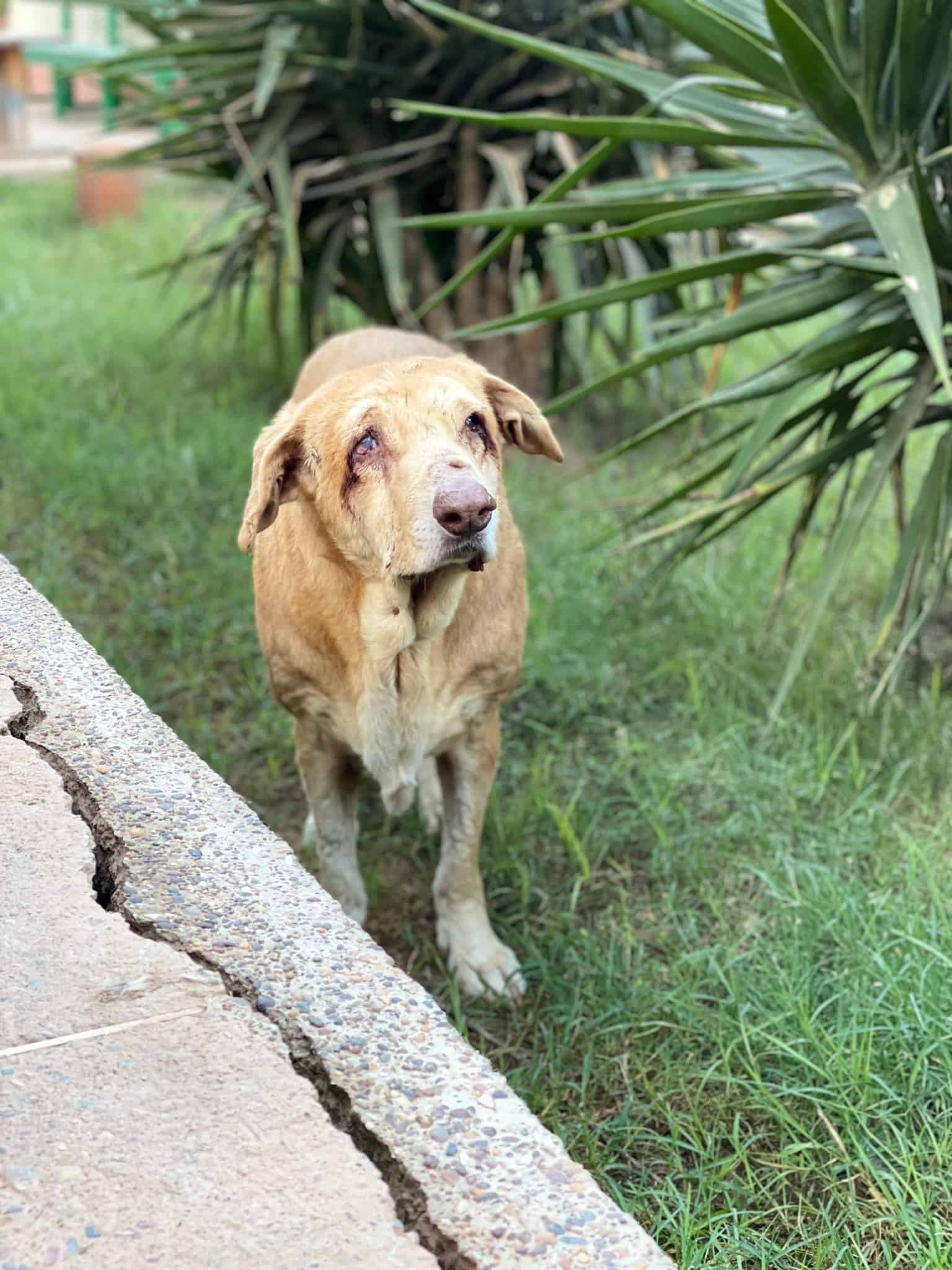 poor blind dog