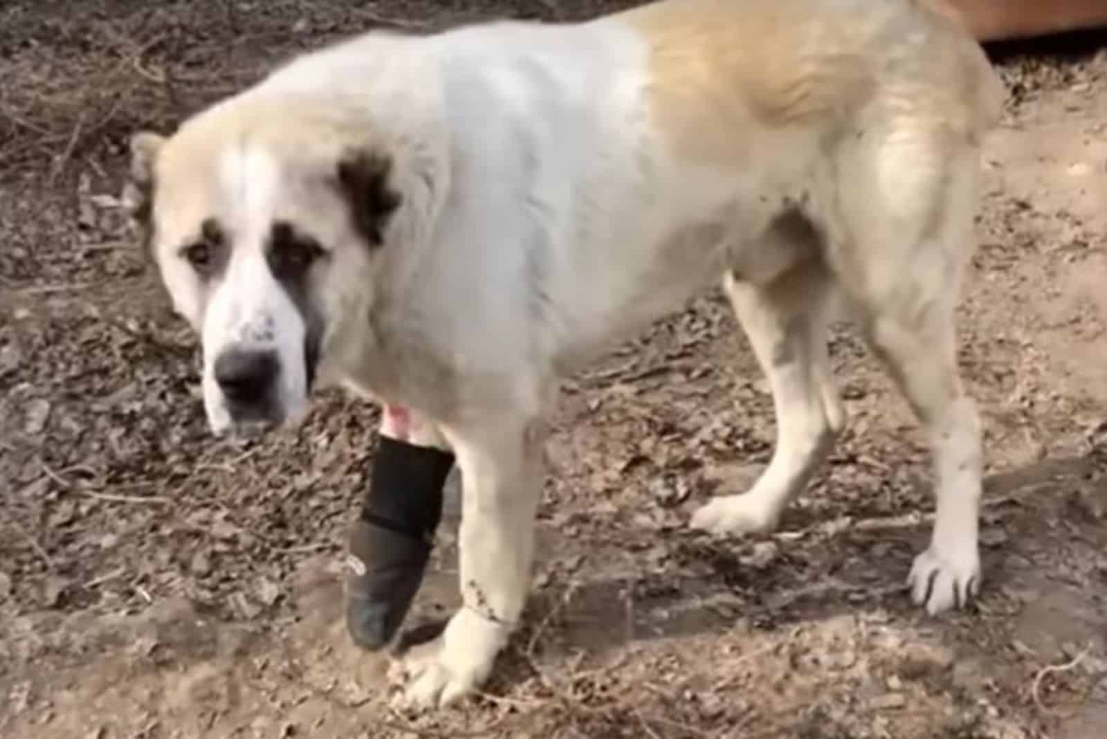 poor dog with hurt leg standing on the ground