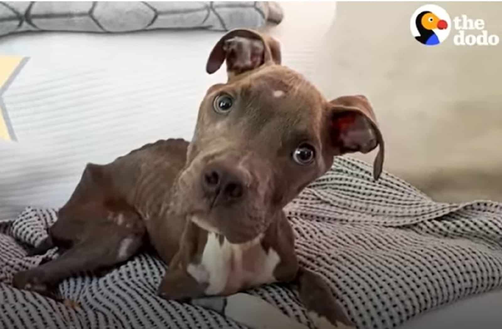 poor pittie lying on the bed