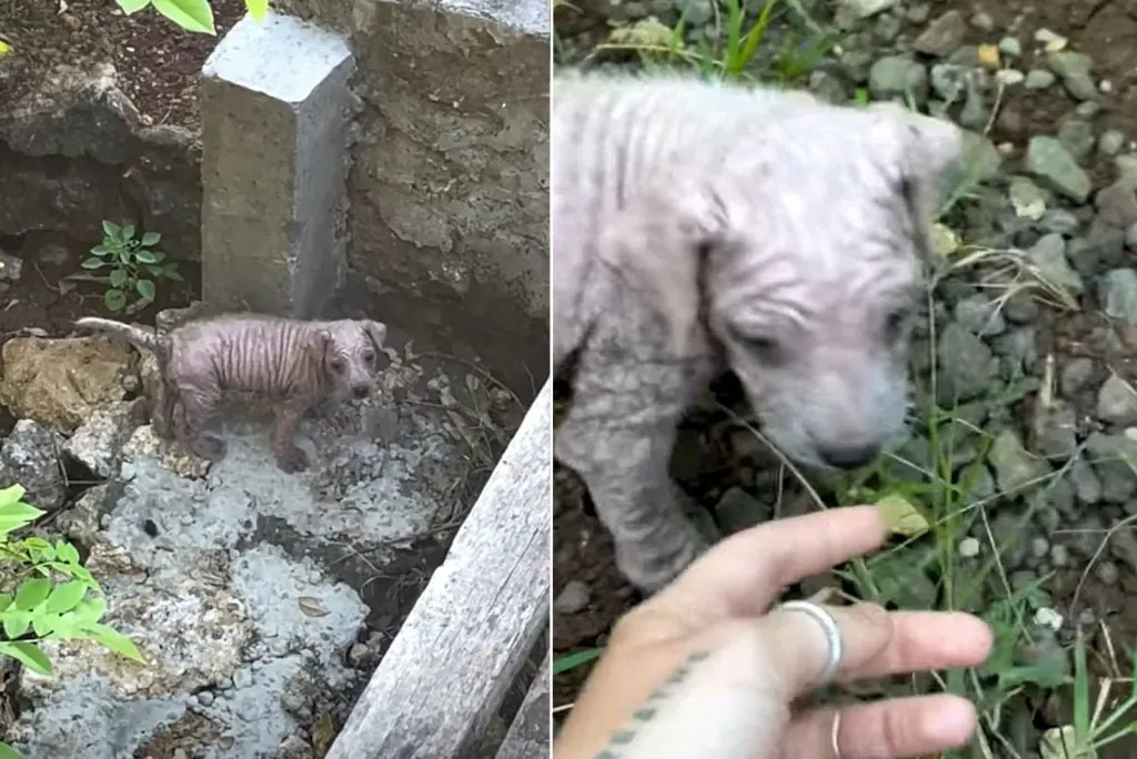 pobre cachorro en el lecho del río