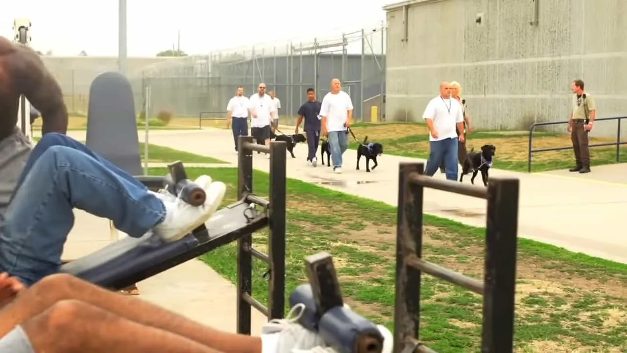 prisioneros paseando a los perros