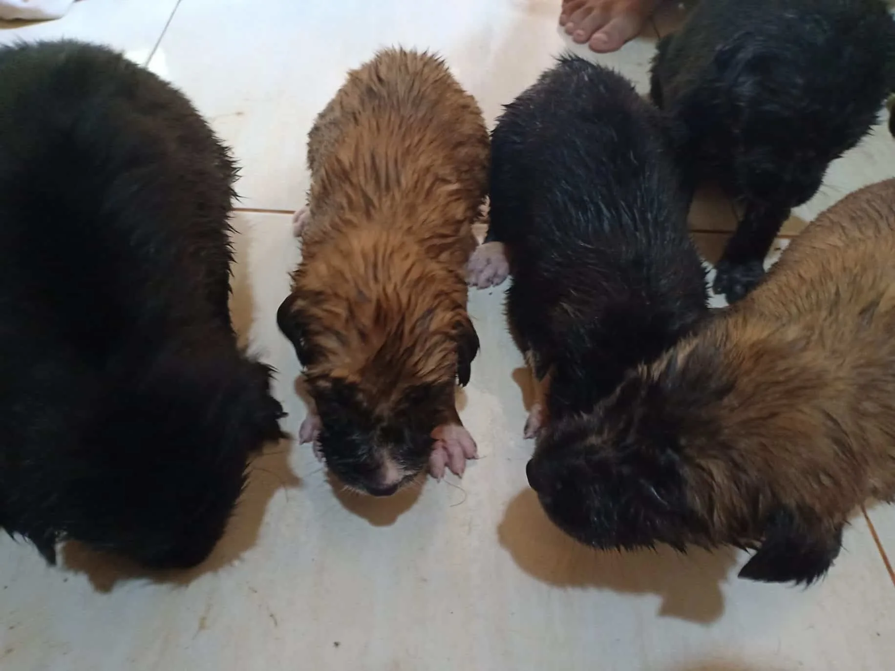 puppies after a refreshing bath