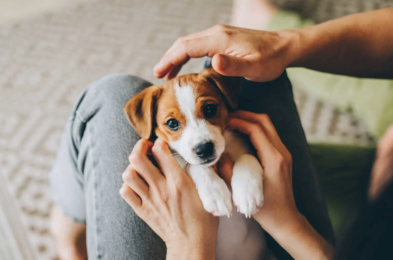 puppy Jack Russell Terrier in the owner's hands