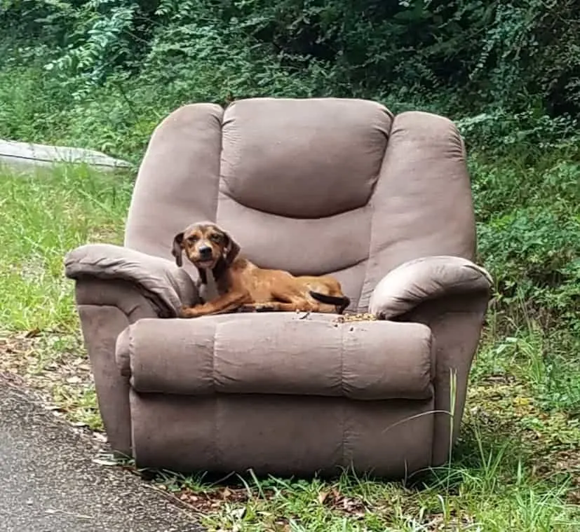 cachorro en el sofá al aire libre