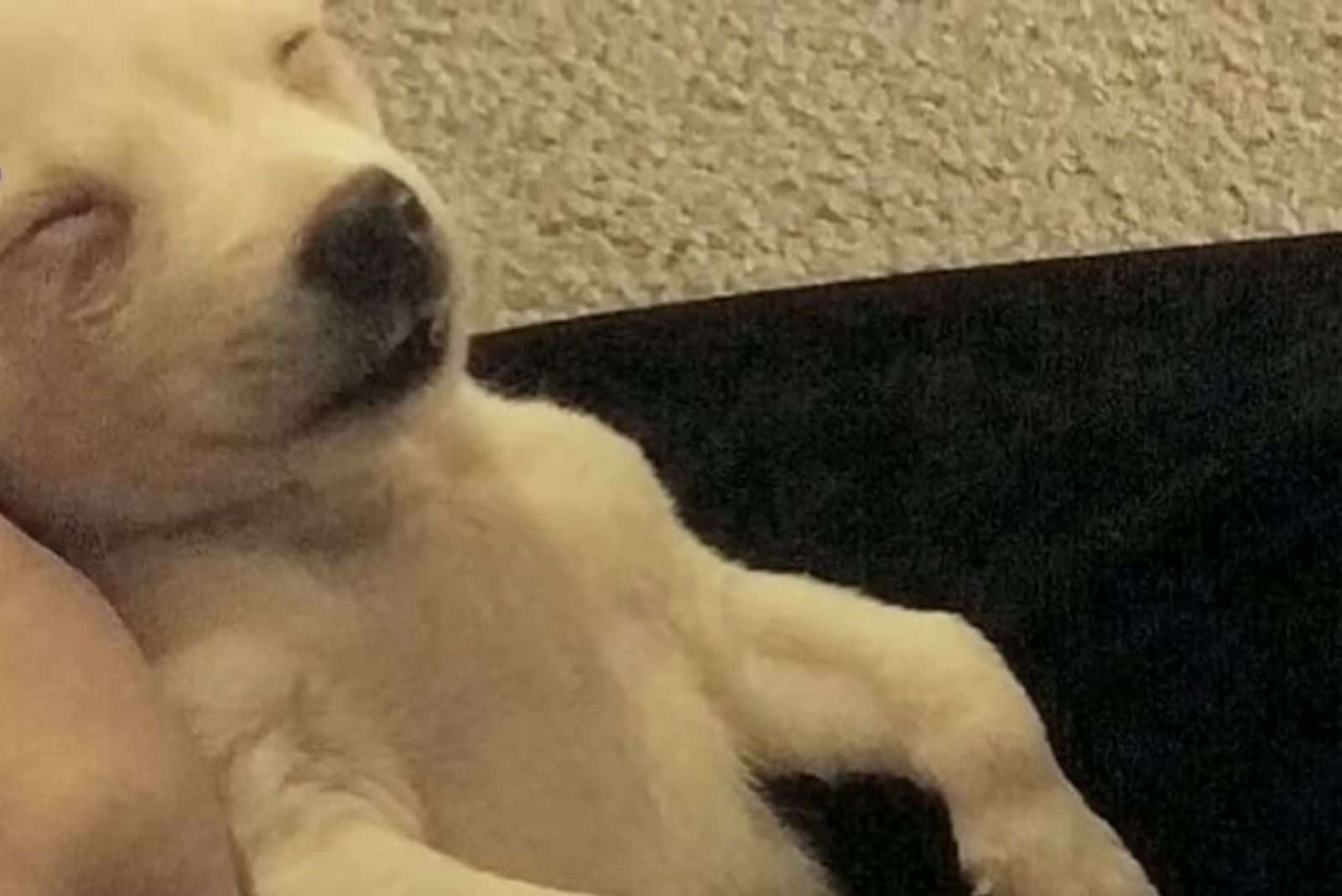 puppy sleeping