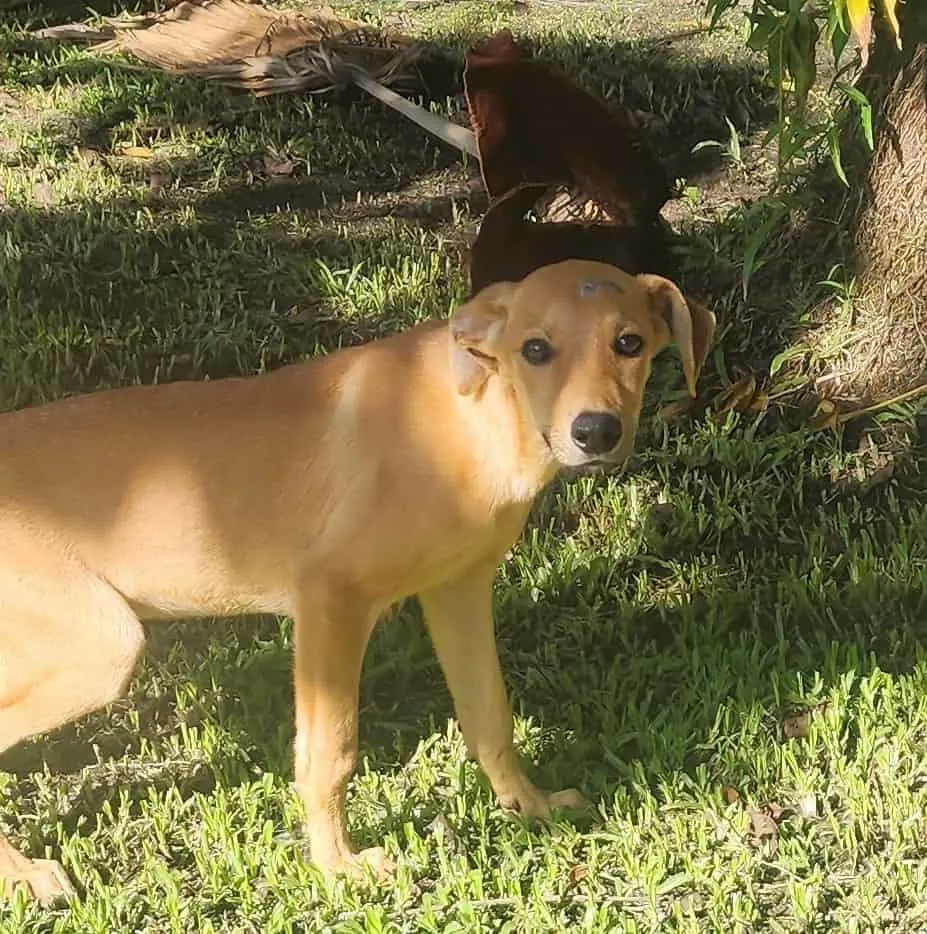 perro rescatado disfrutando al aire libre
