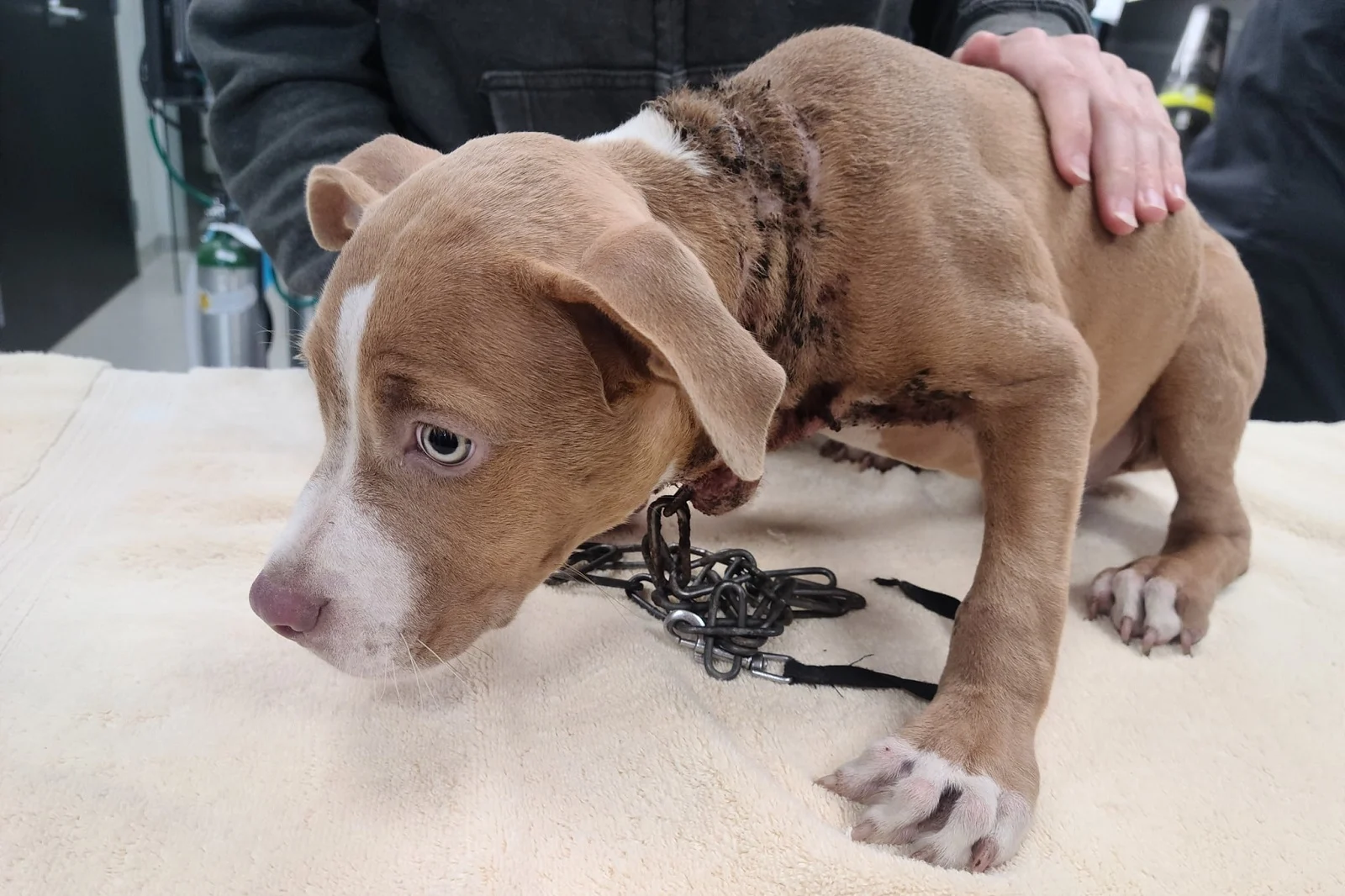 rescued dog with chain around her neck