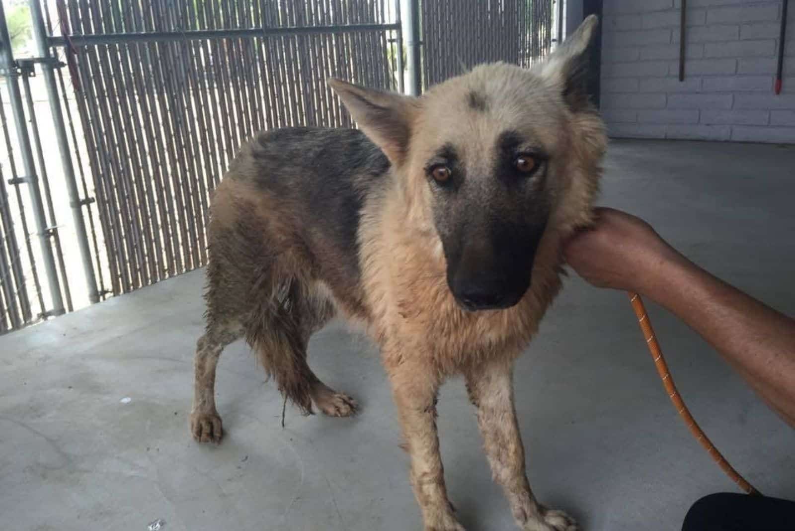 rescued german shepherd dog on a leash