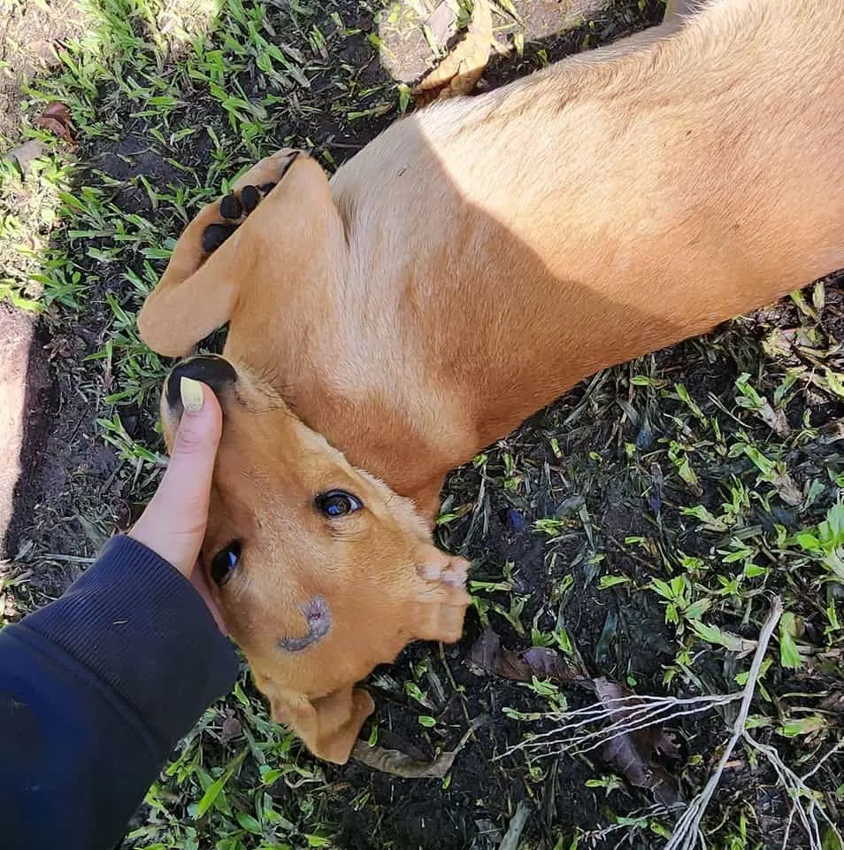 cachorro rescatado con mujer