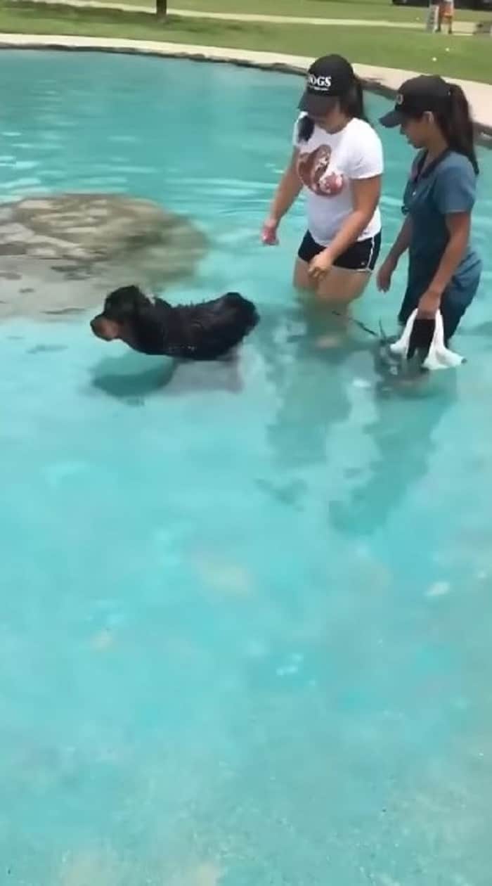 rottweiler dog swimming in a pool