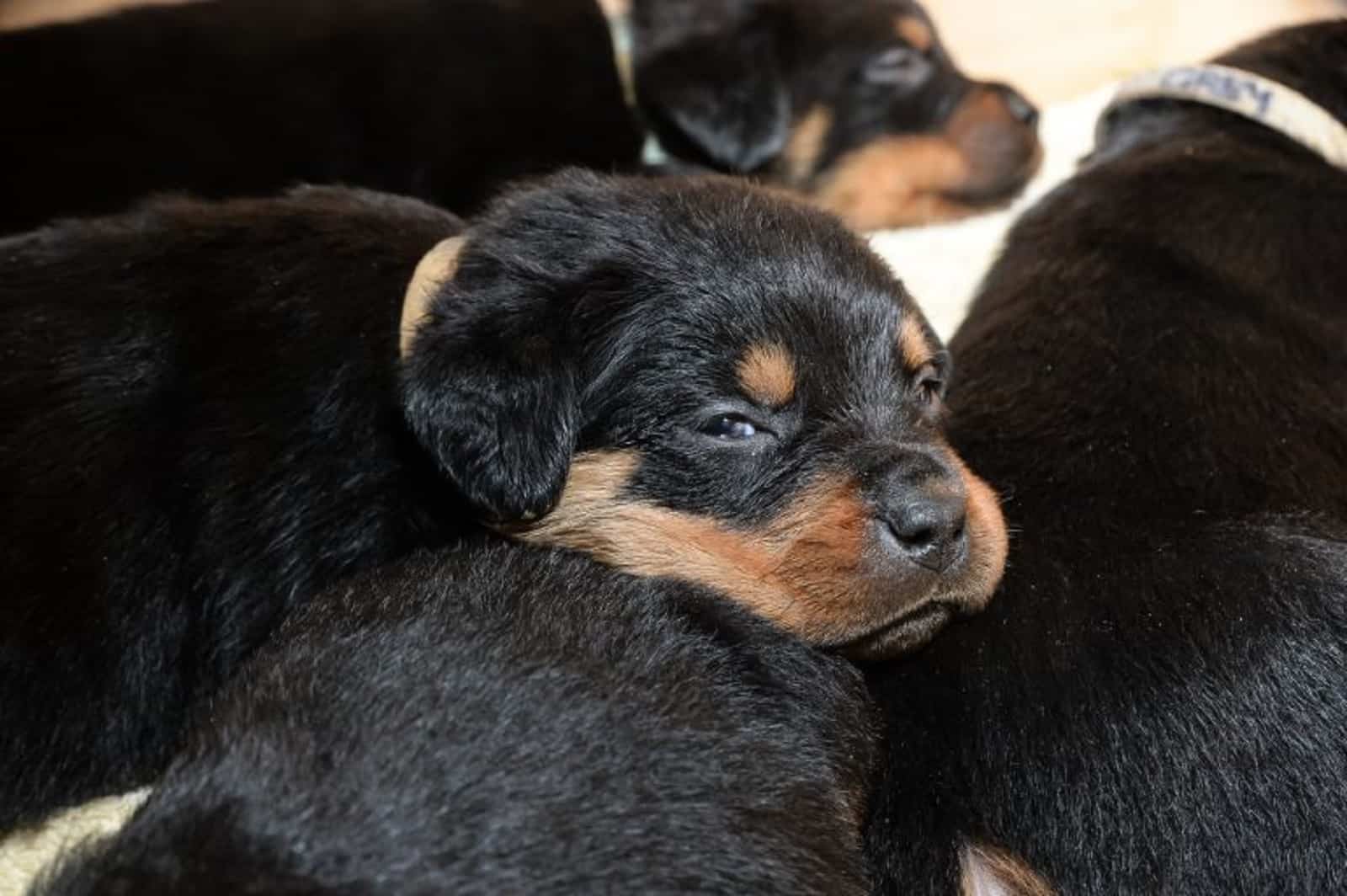 rottweiler puppies sleeping together