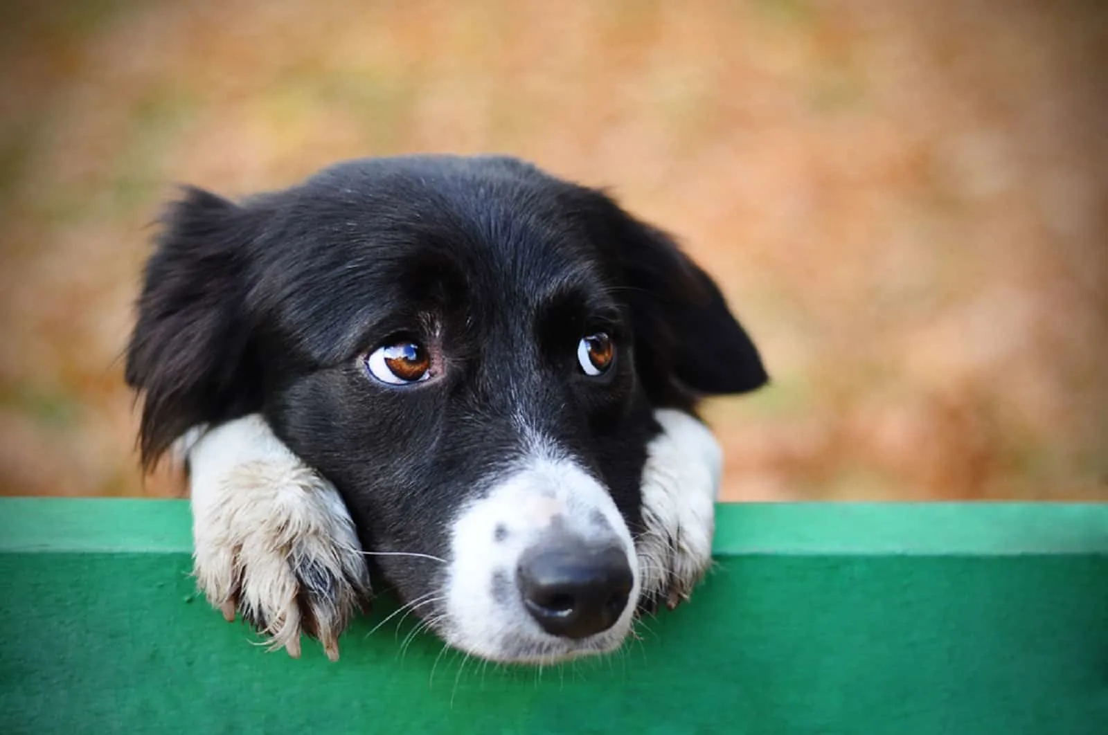 sad border collie dog looking over the fence