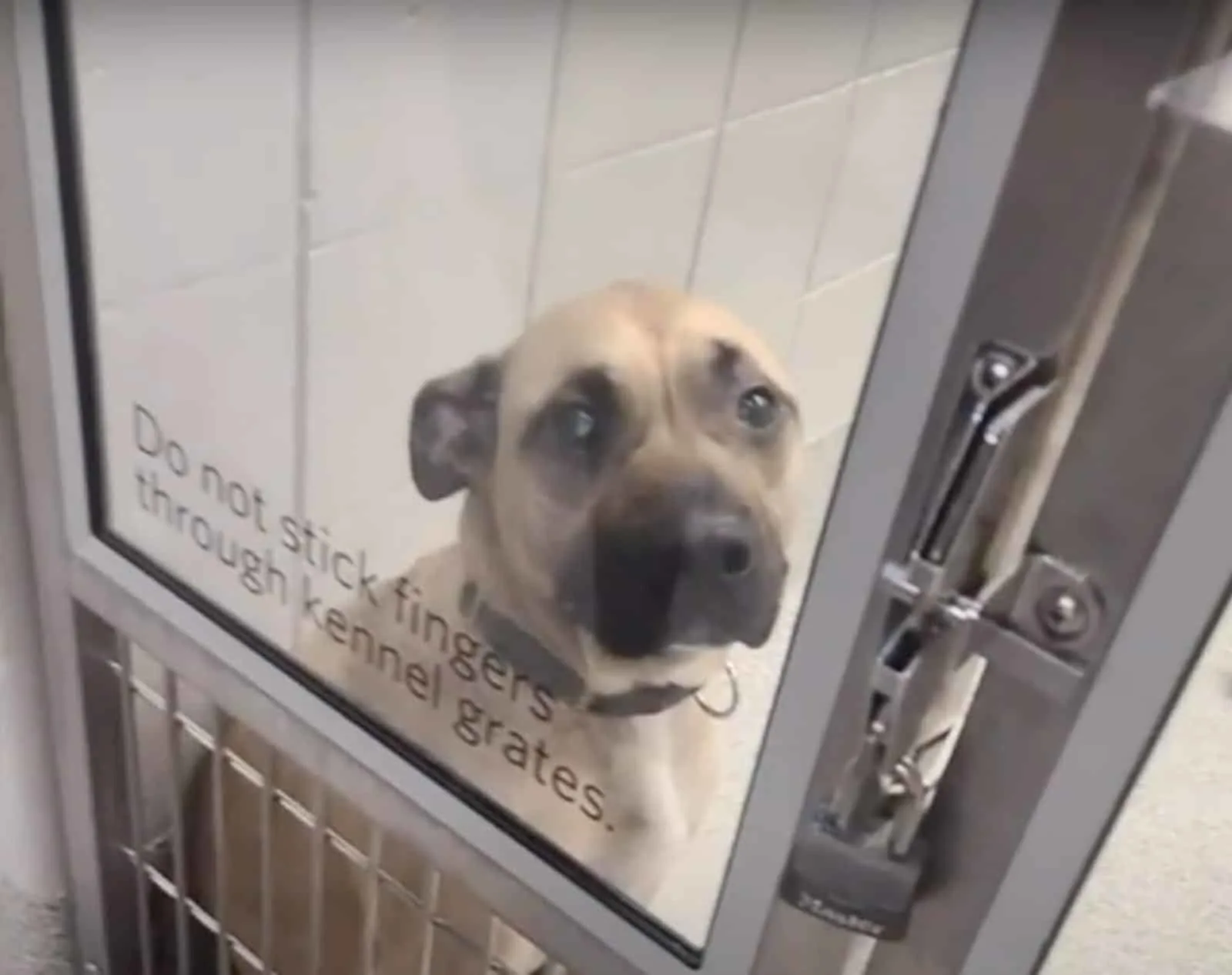 perro triste en un refugio