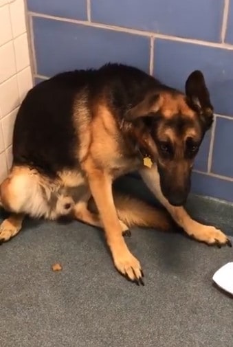 sad german shepherd sitting in the shelter
