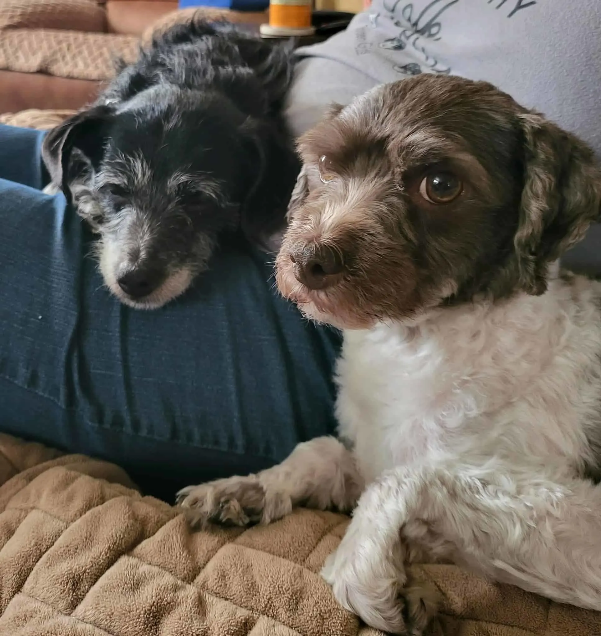 perro mayor pasando el rato con su nuevo amigo