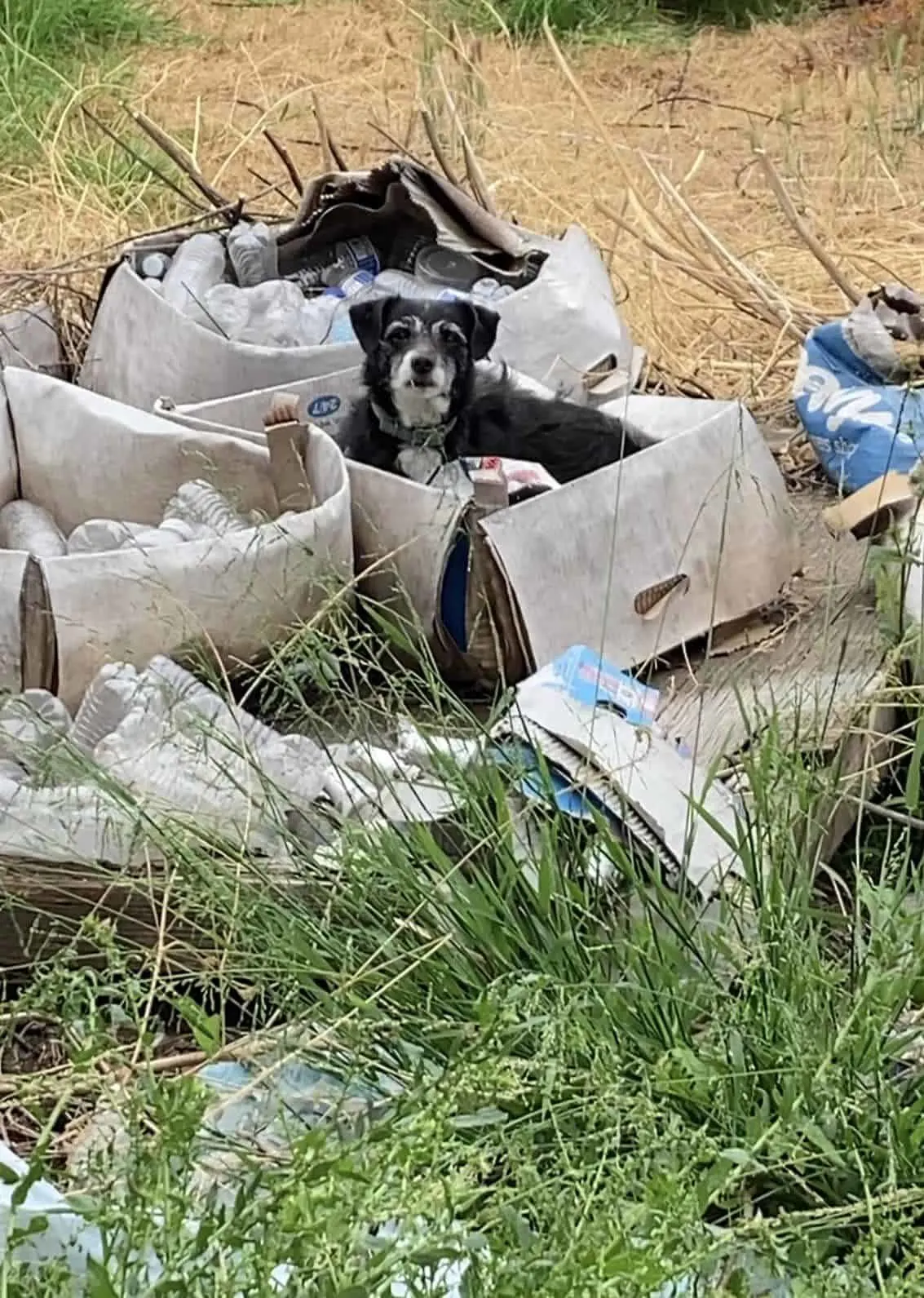 perro mayor en un montón de basura