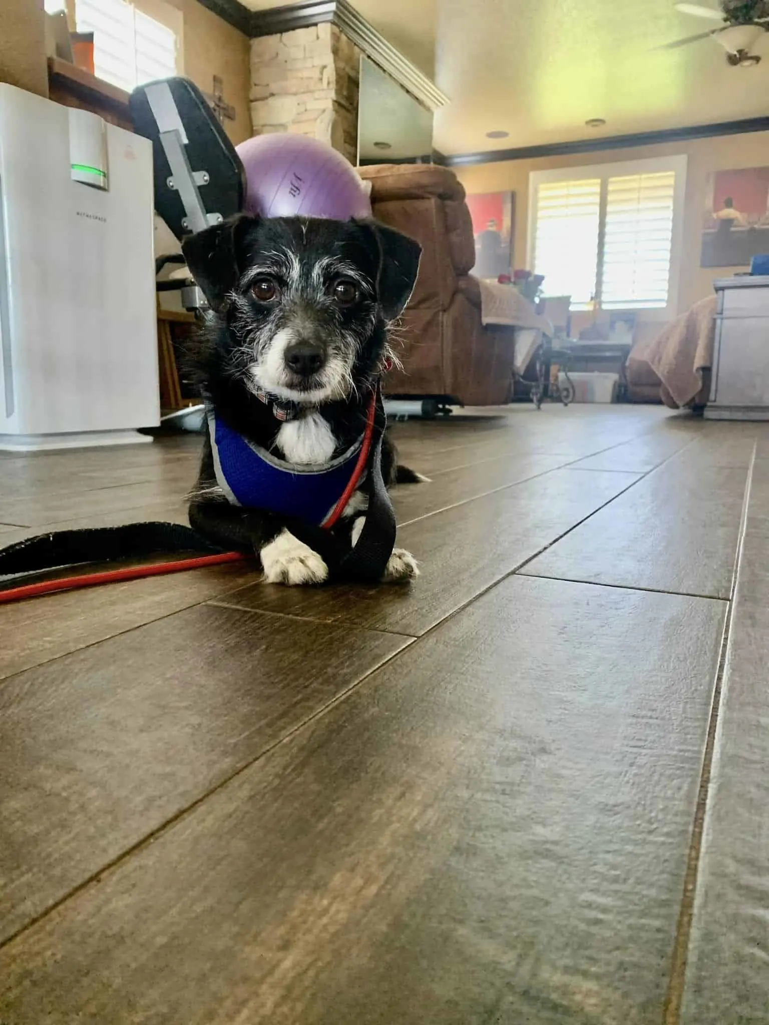 perro mayor tirado en el suelo de su nuevo hogar