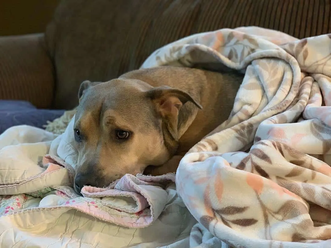 Perro de rescate acostado cubierto con una manta.