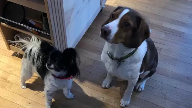 small and big dog sitting on the floor