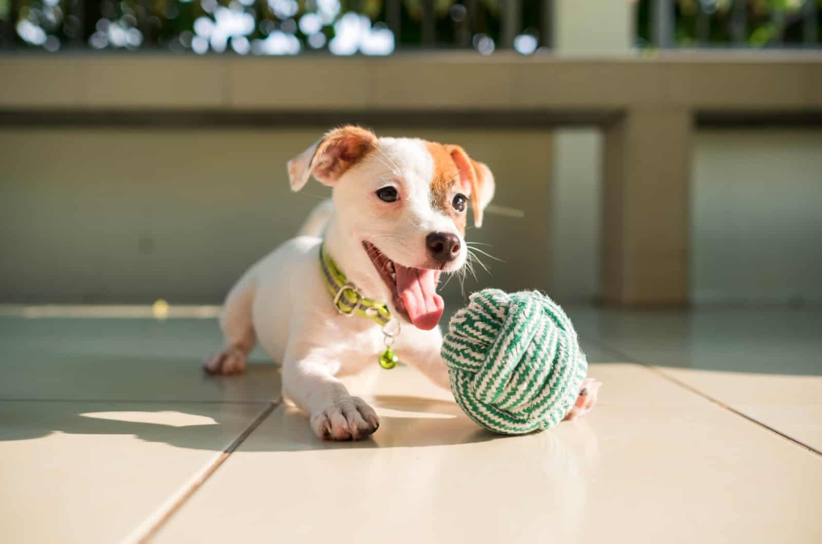 small dog lying down next to a ball