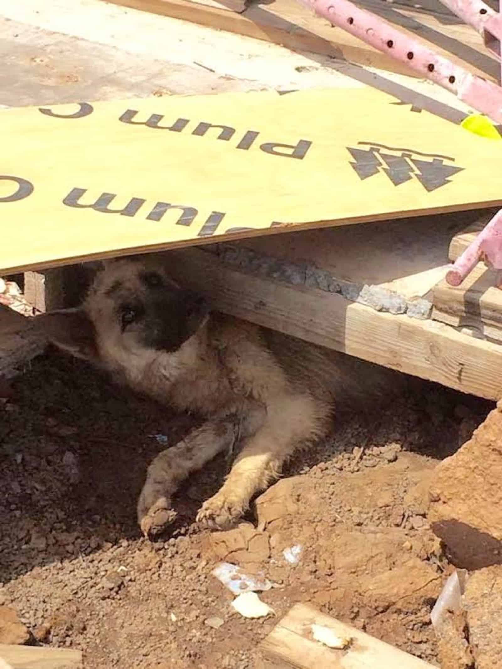 starved german shepherd dog ying on the ground under a construction pallet