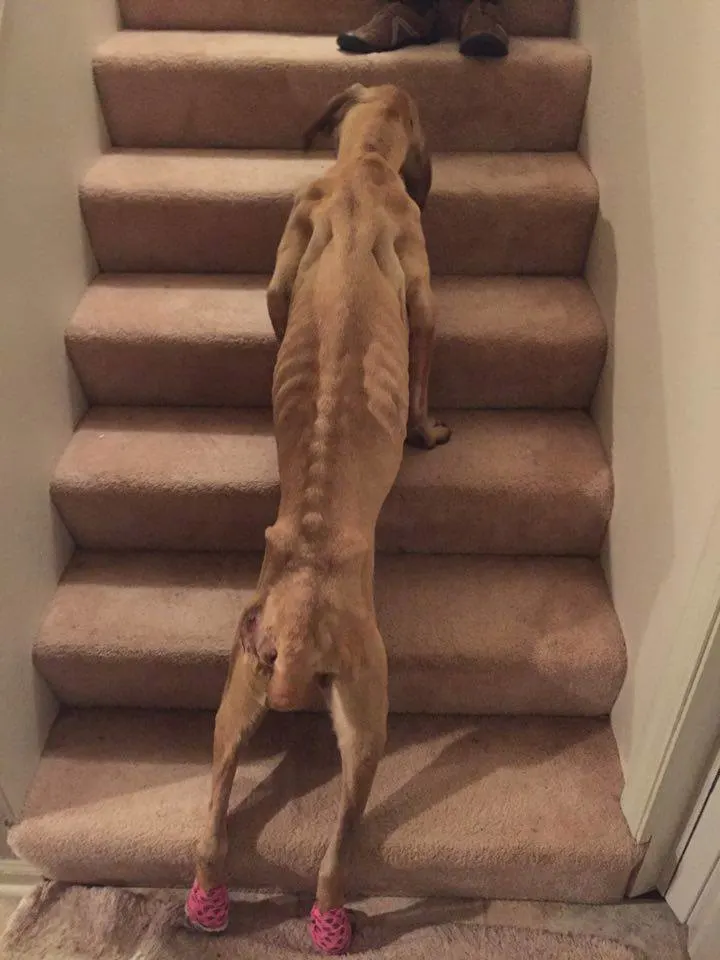 starved skinny dog trying to get on the stairs