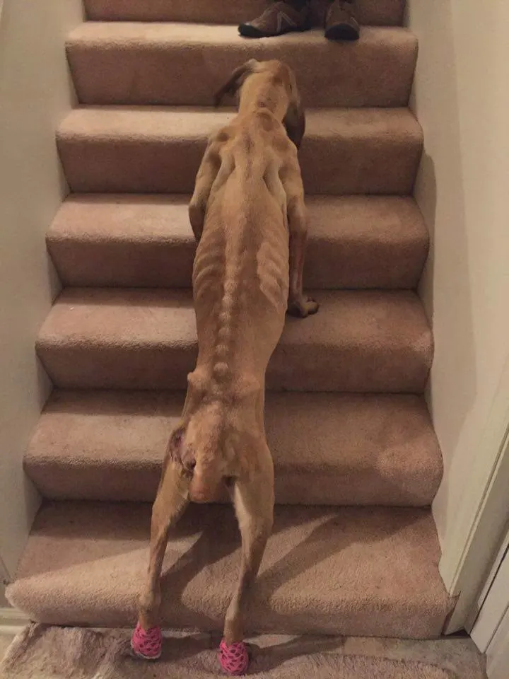 Perro flaco hambriento tratando de subir las escaleras