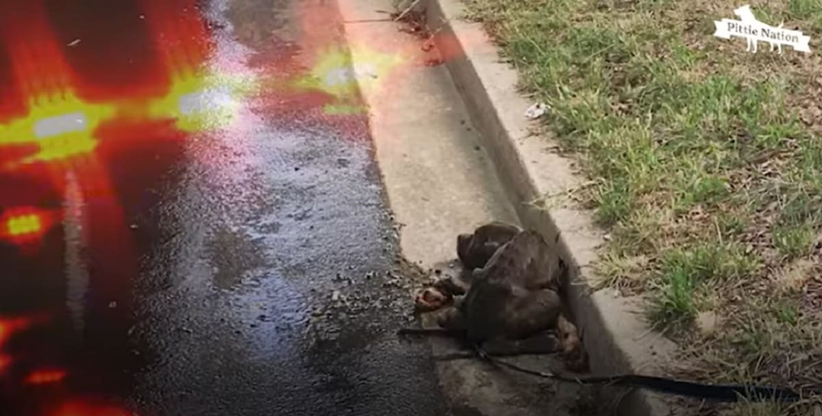 starving dog in the gutter