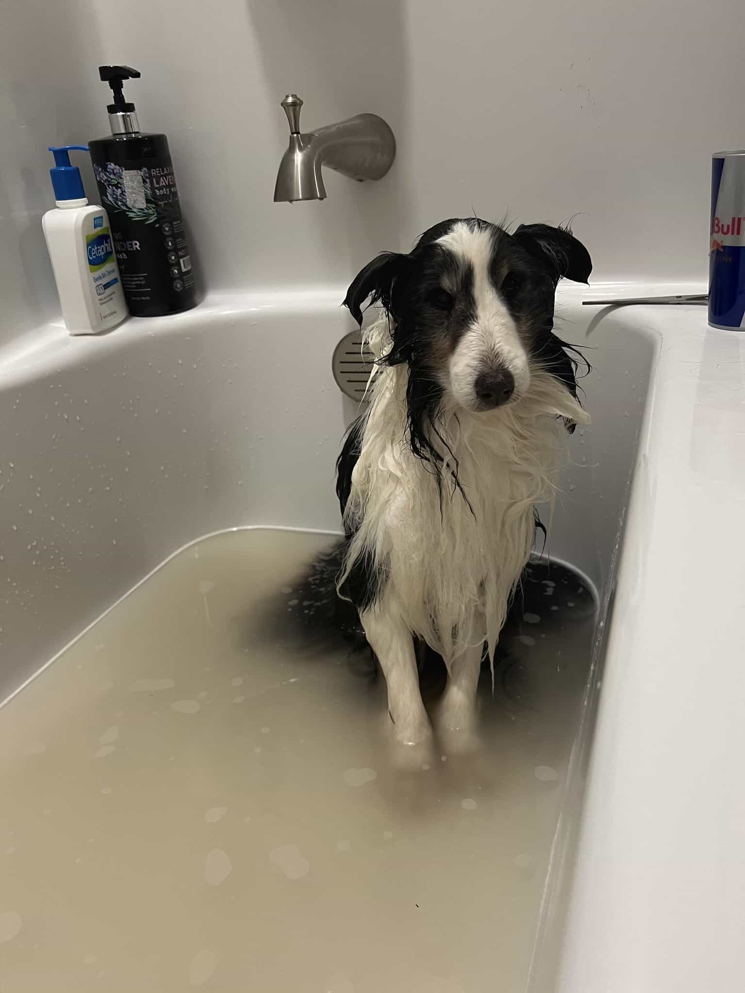 stray dog showering