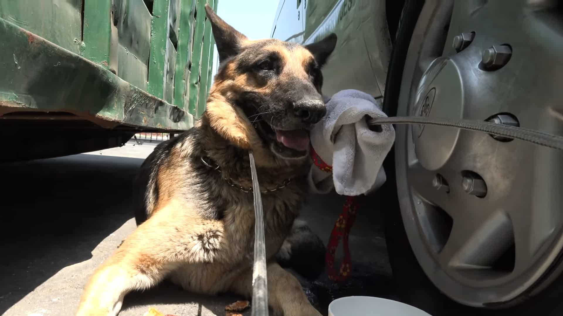 stray german shepherd dog lying between cars