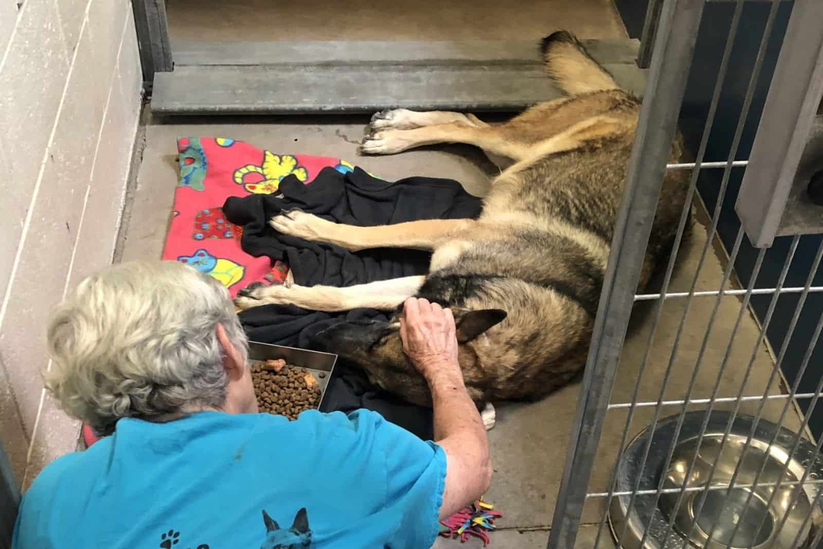 the dog named Hannah lying and woman petting her