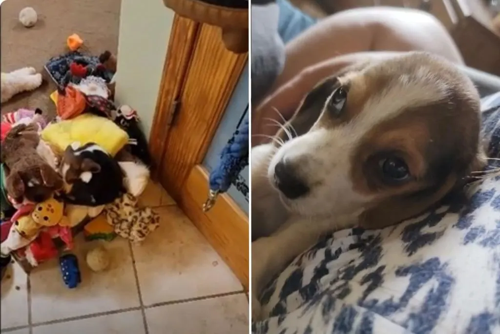 el perro se escondía entre los juguetes