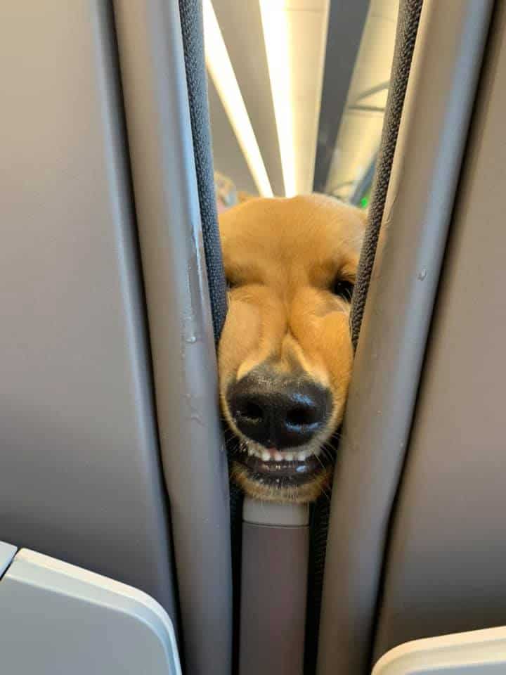 the golden retriever bored on the plane