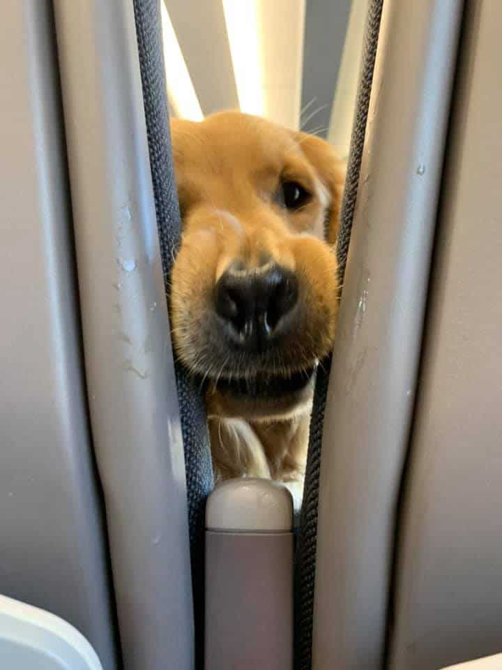 the golden retriever called huxley