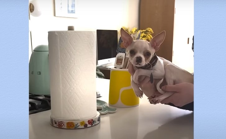 the woman is holding the smallest pit bull in her hands