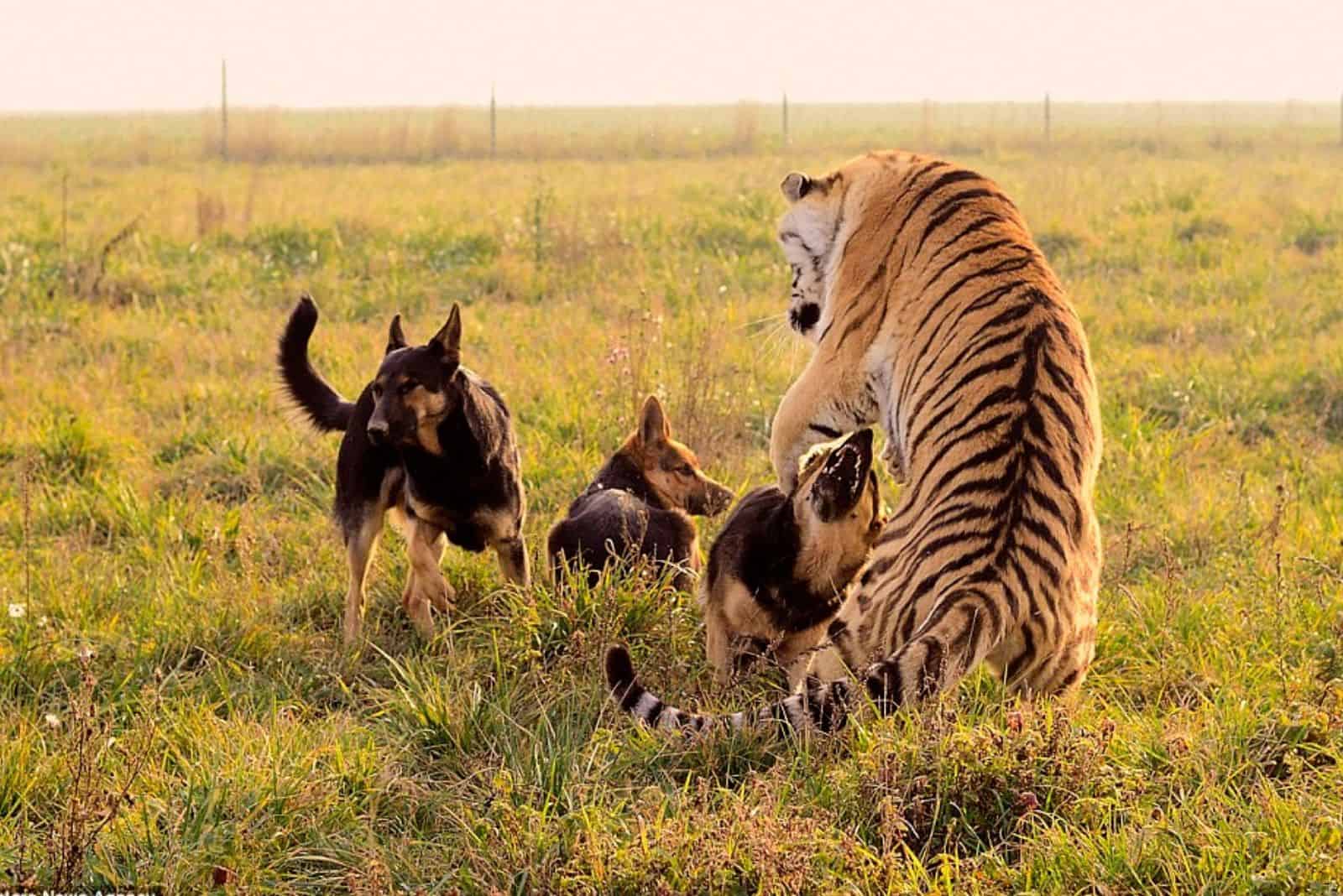 three german shepherd dogs playing with a tiger in the grass