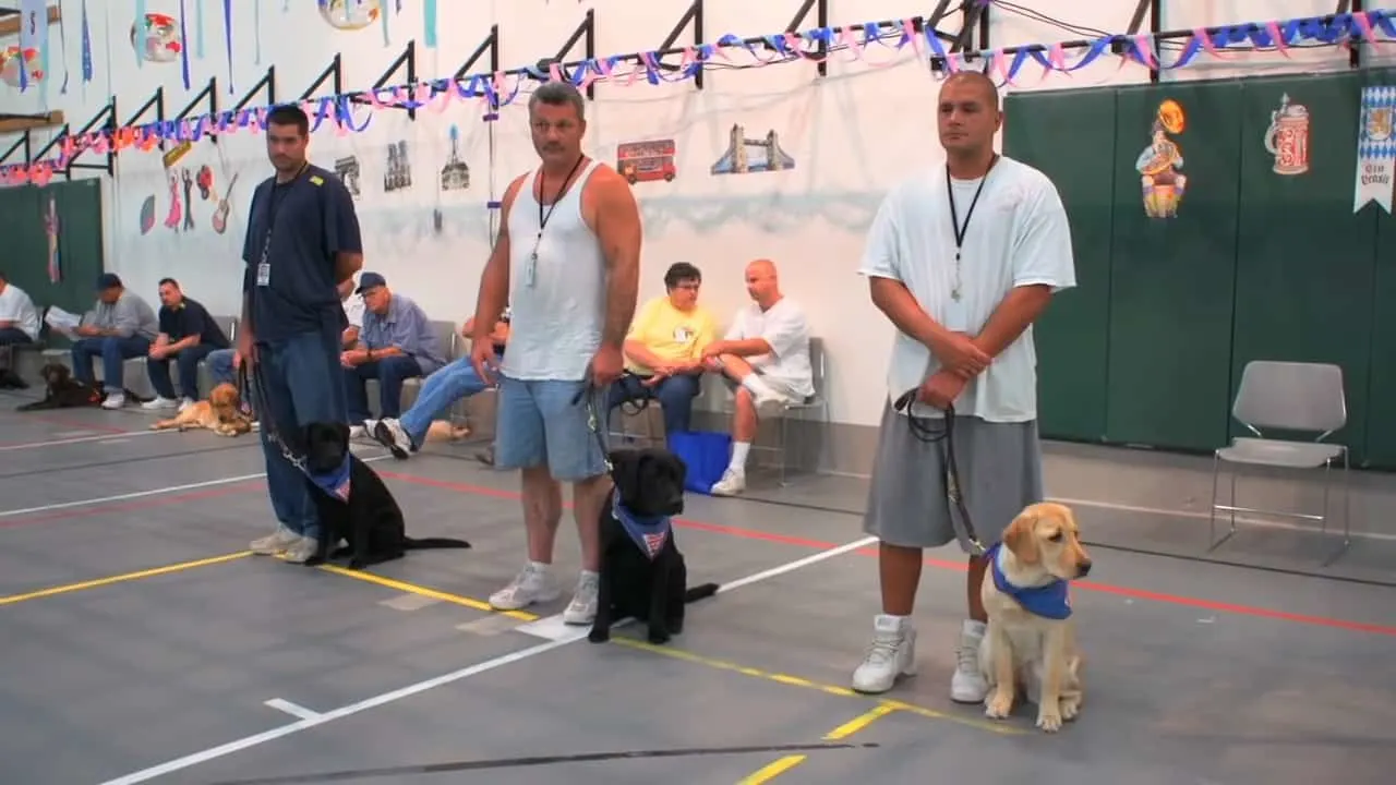 tres chicos y tres perros
