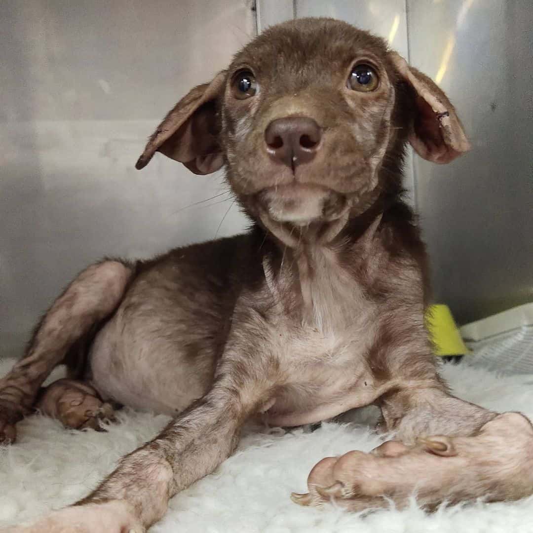 anemic puppy receiving vet treatment
