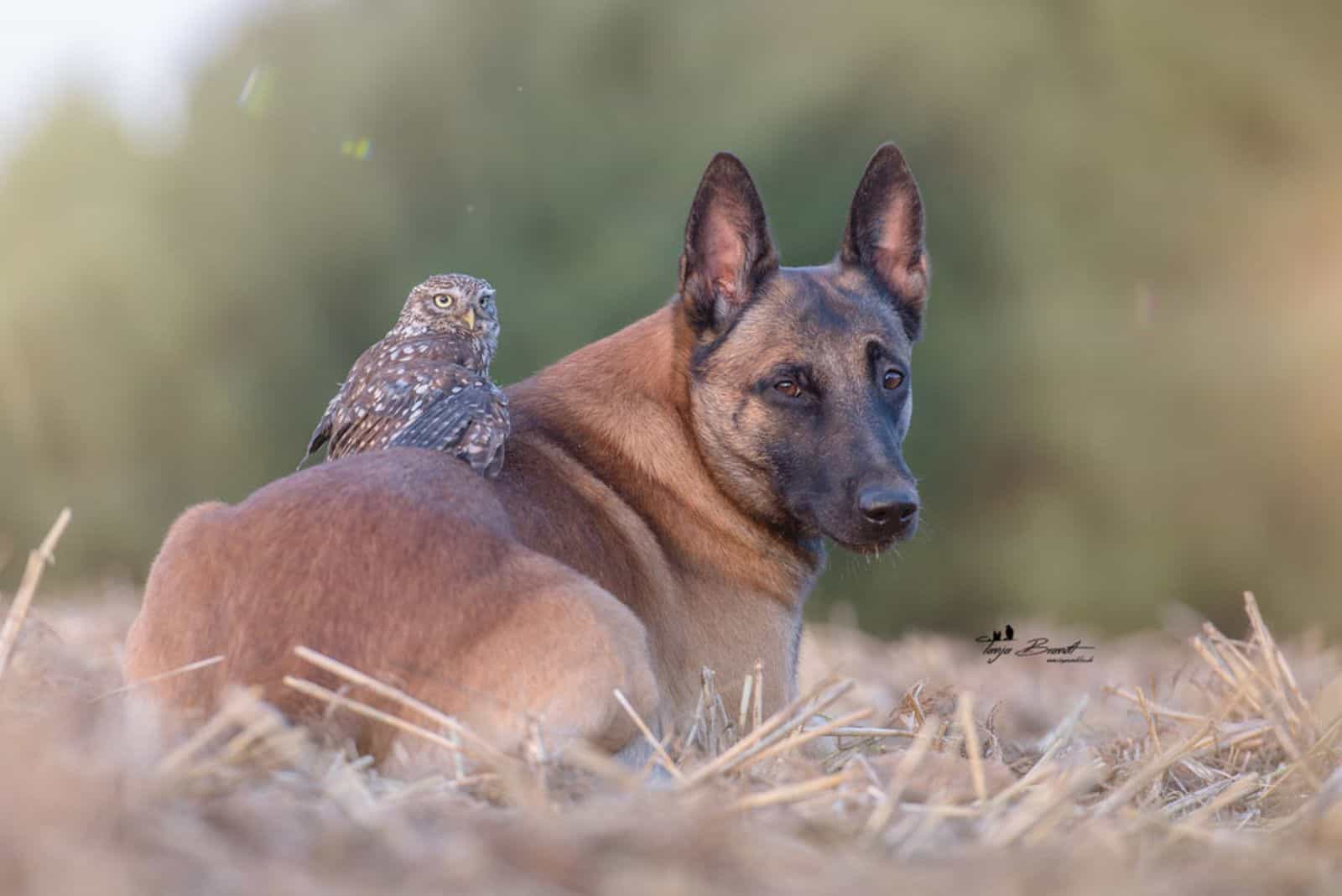 tiny owl sitting on belgian malinois back in nature