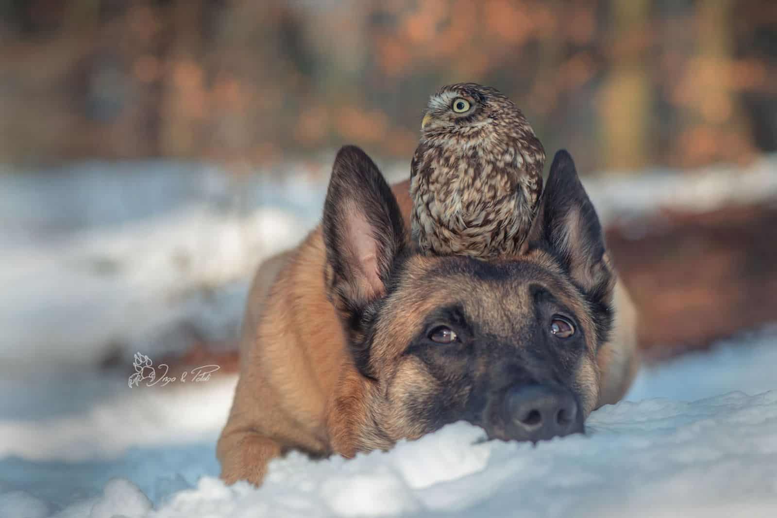 tiny owl sitting on belgian malinois head while he lying on the snow