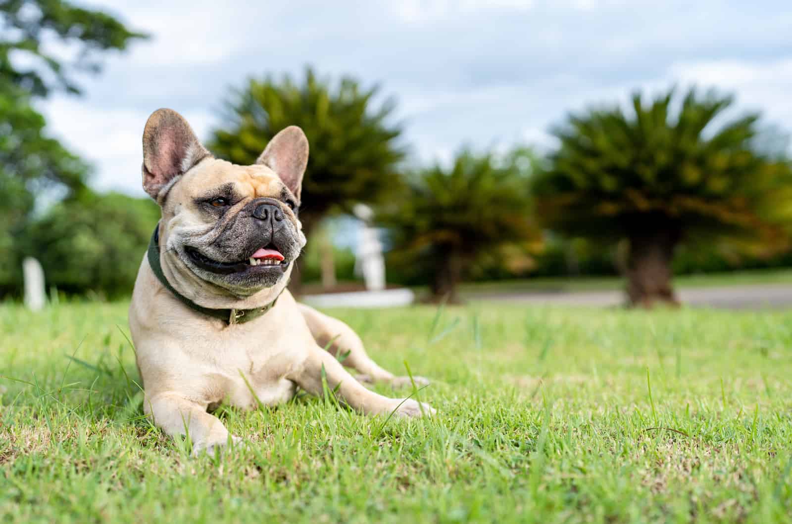 tired dog lying on the grass