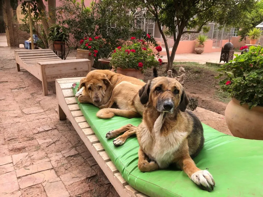 two blind dogs laying on sunbed