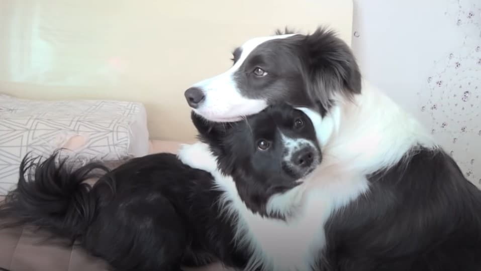 two dogs cuddling